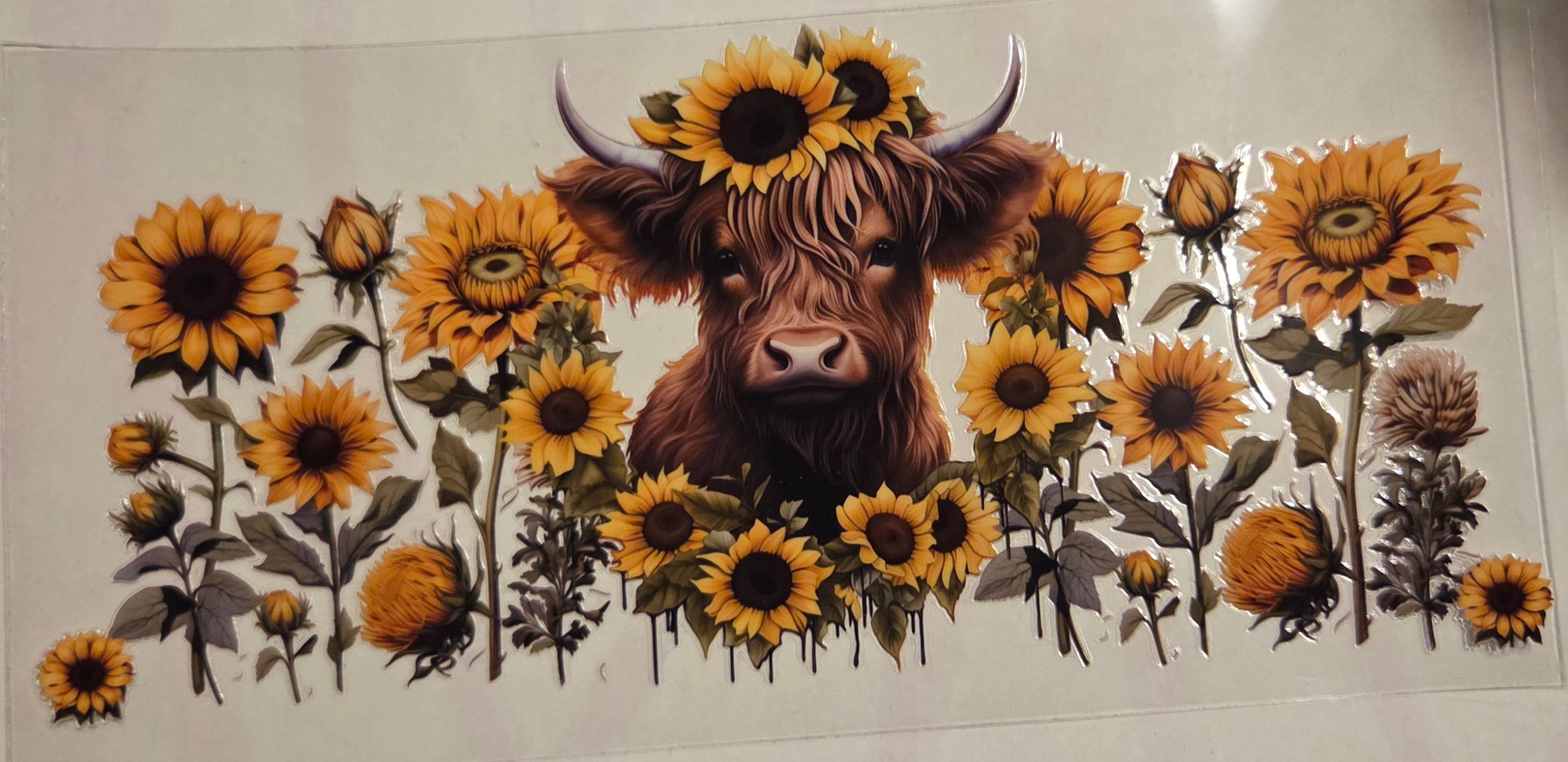 HIGHLAND COW WITH DAISYS