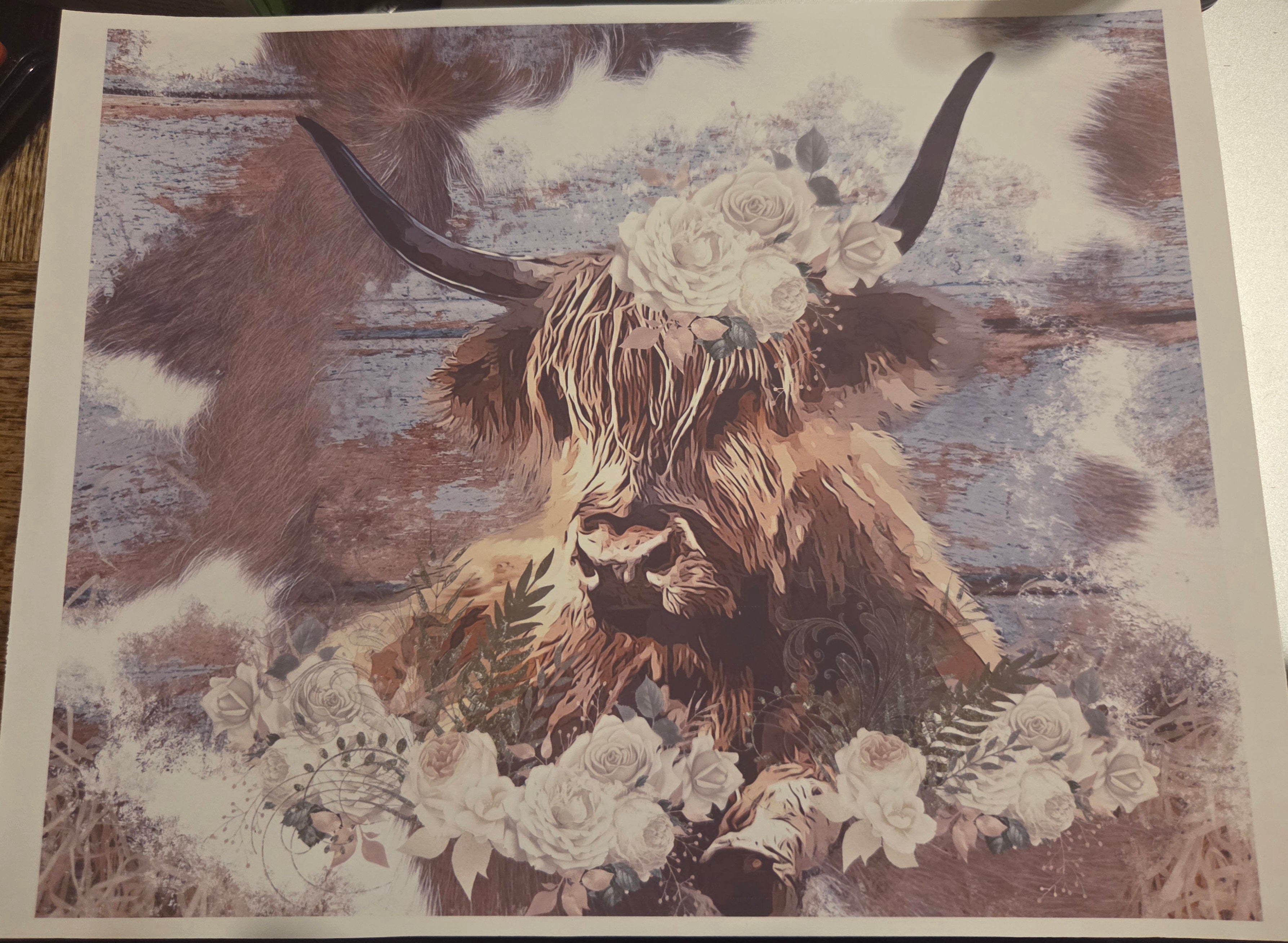 HIGHLAND COW
