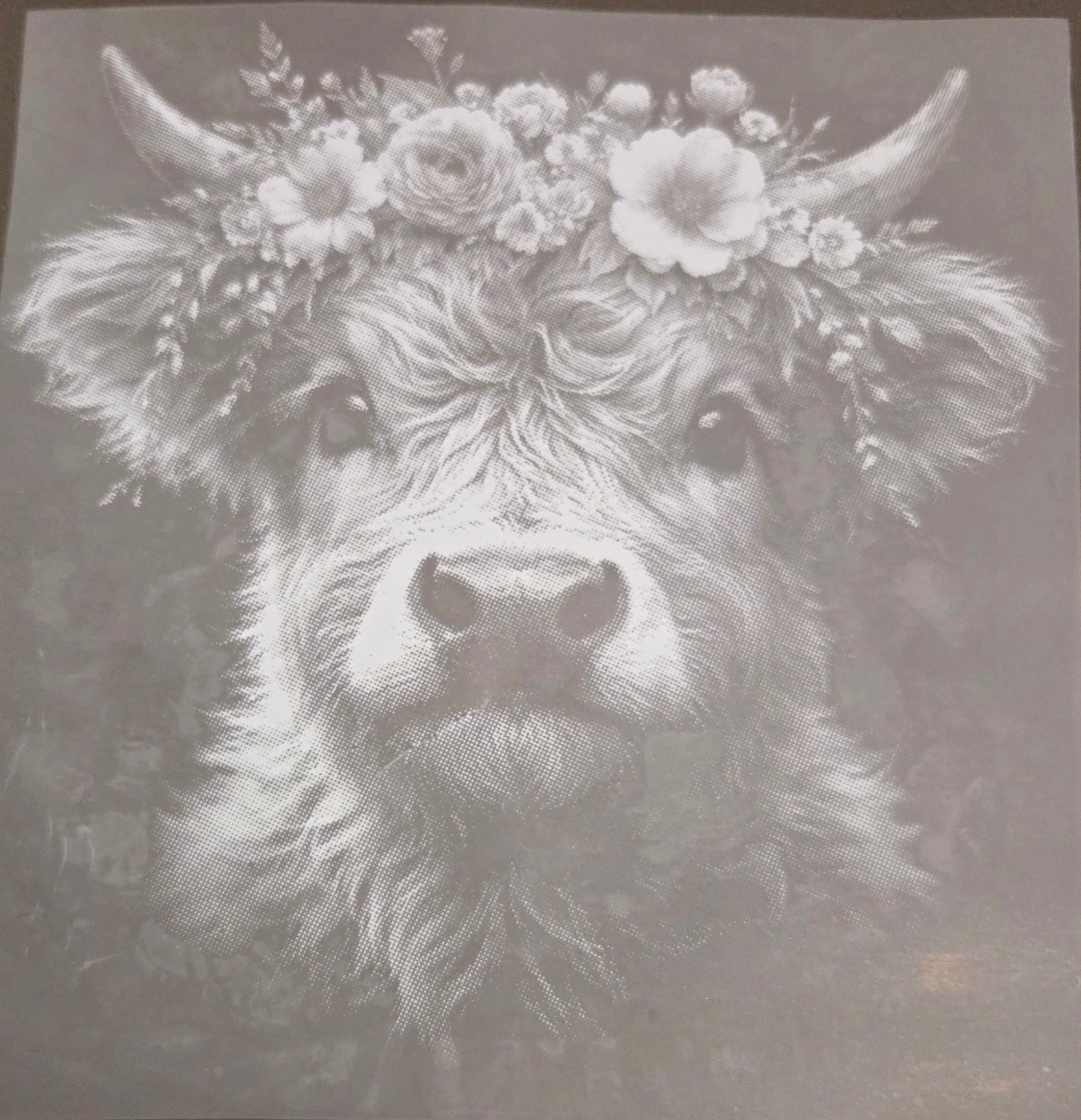 HIGHLAND COW